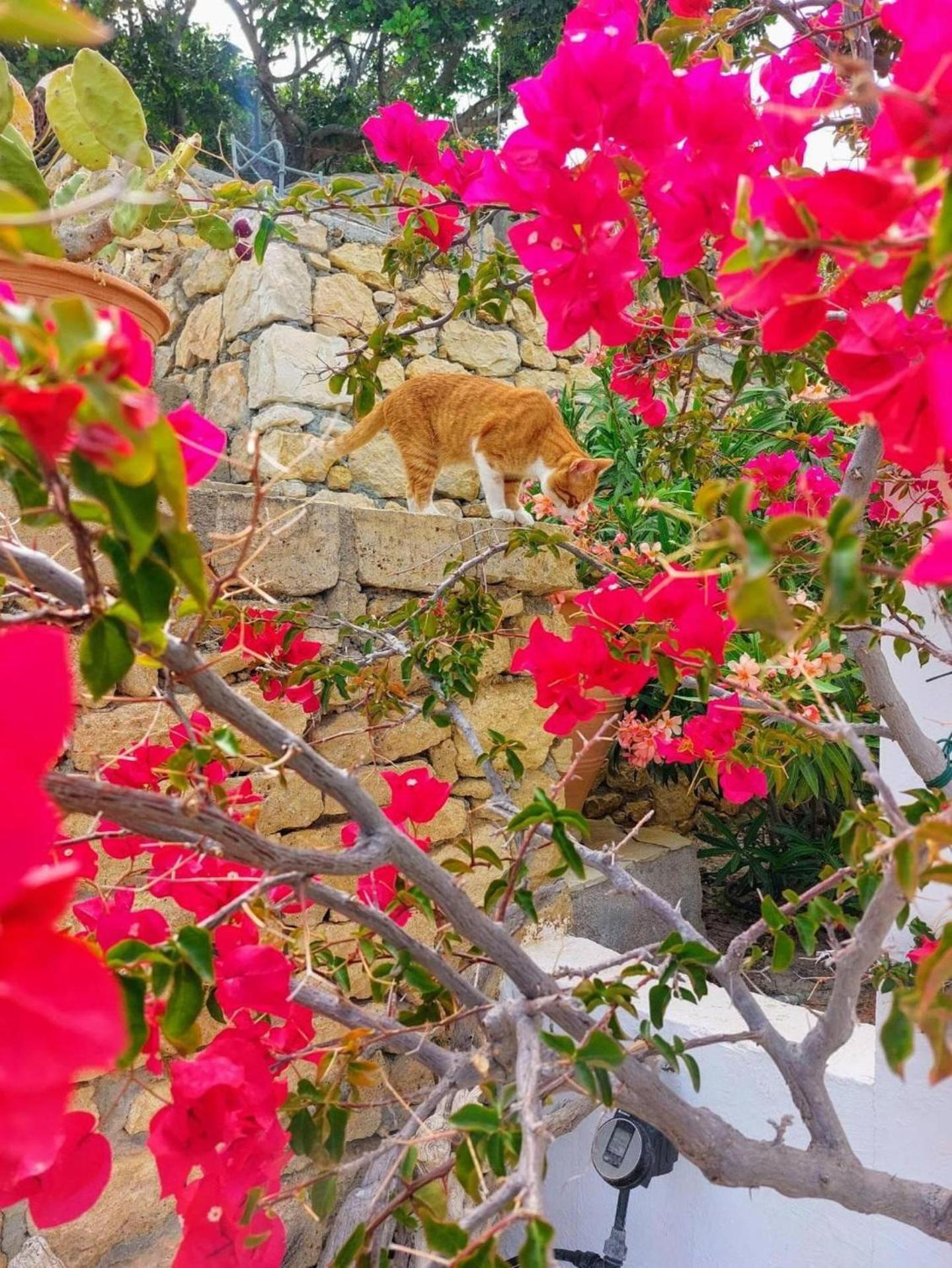 Tranquil Villa With Sea View In Ammopi Karpathos Αμμοοπή Εξωτερικό φωτογραφία